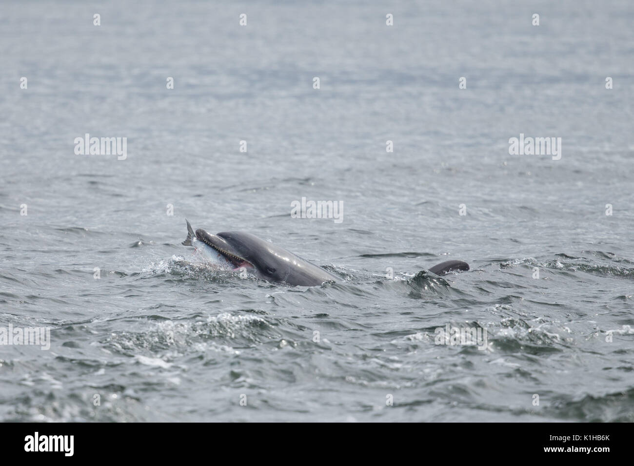 Il tursiope o delfino maggiore caccia & mangiare salmone scozzese Foto Stock