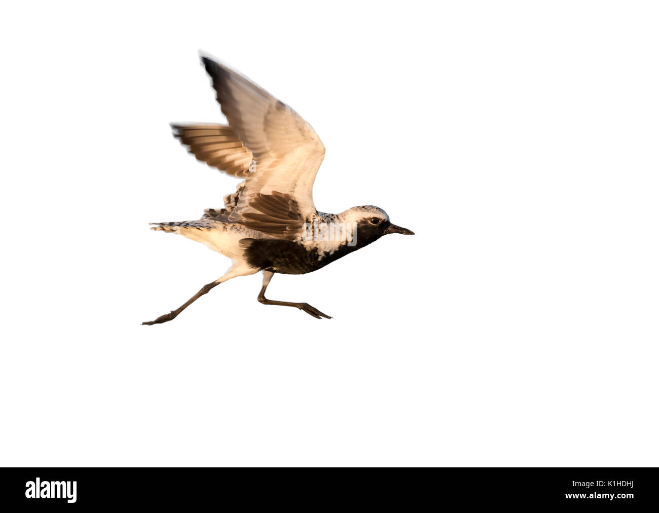 Rospo o grigio plover (Pluvialis squatarola) in estate plimage takin off, isolati su sfondo bianco. Foto Stock