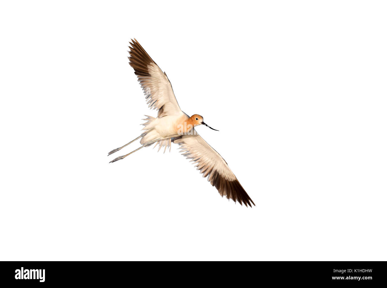 American avocet (Recurvirostra americana) in estate piumaggio battenti, isolato su sfondo bianco. Foto Stock