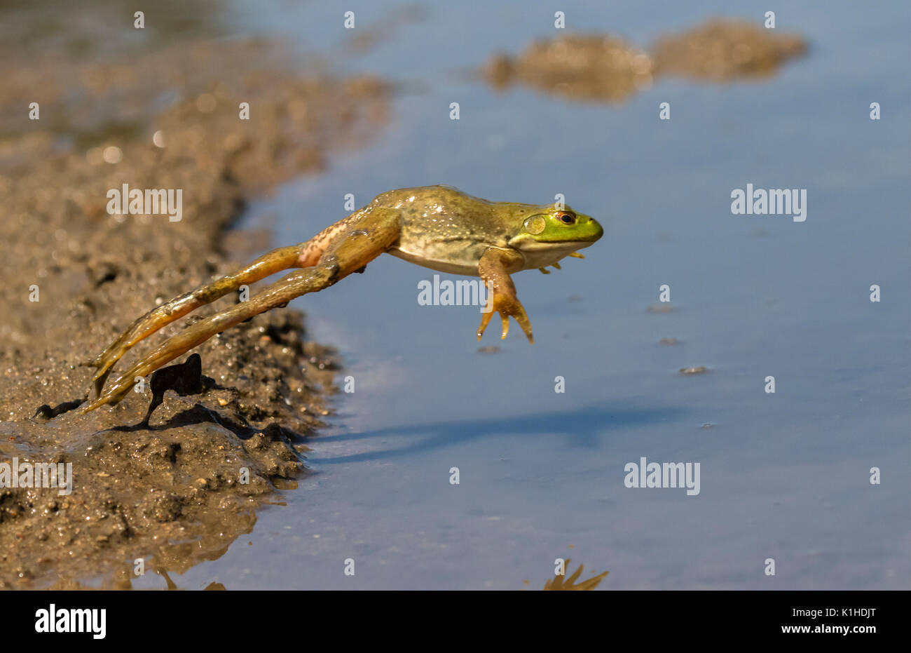American bullfrog (Lithobates catesbeianus) saltare in una foresta lago, Ames, Iowa, USA Foto Stock
