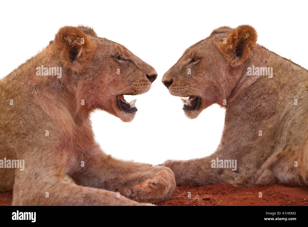 Due leonesse (Panthera leo) di appoggio, isolato su sfondo bianco. Foto Stock