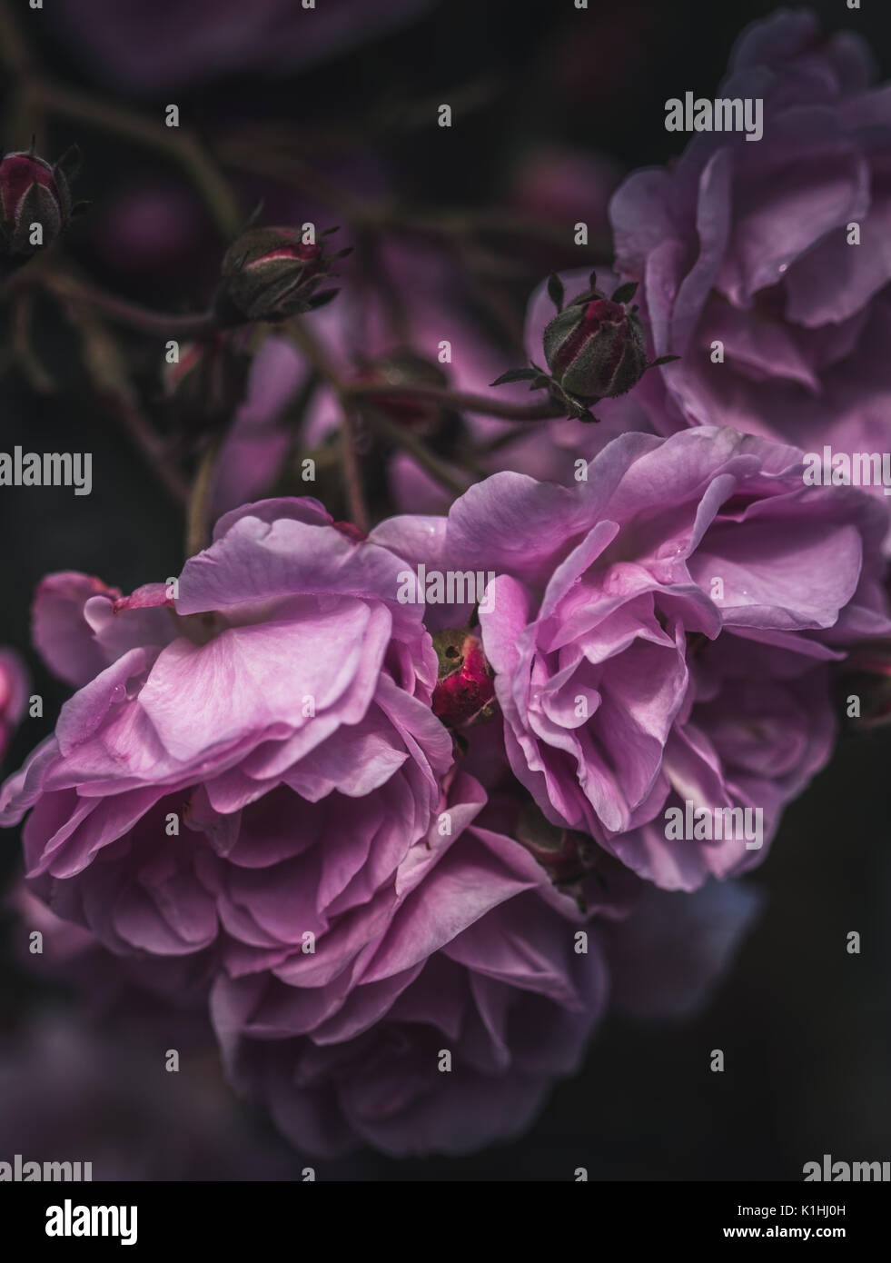 All'ombra delle Rose Foto Stock