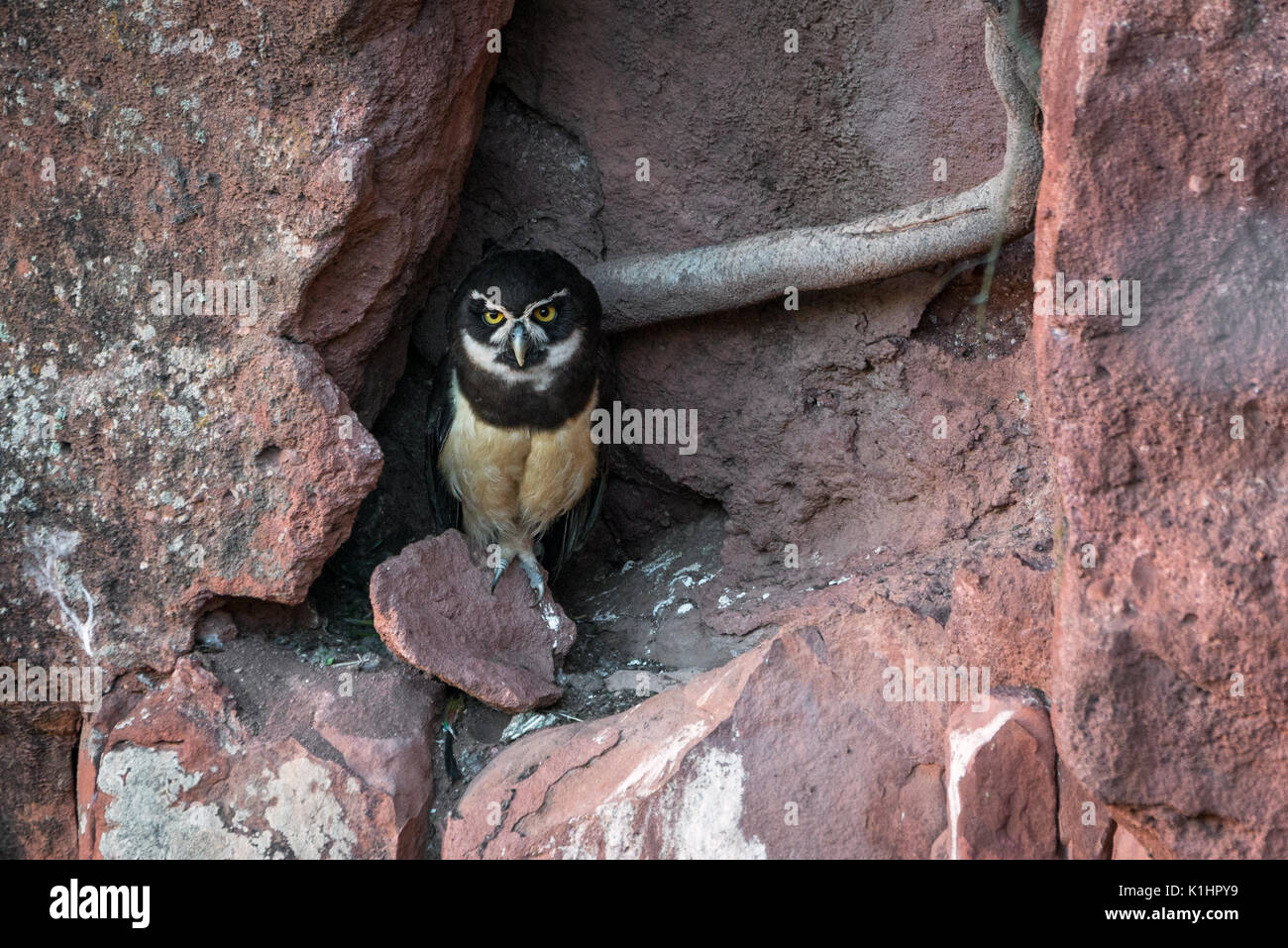 Spectacled Owl (Pulsatrix perspicillata) presso il suo nido Foto Stock