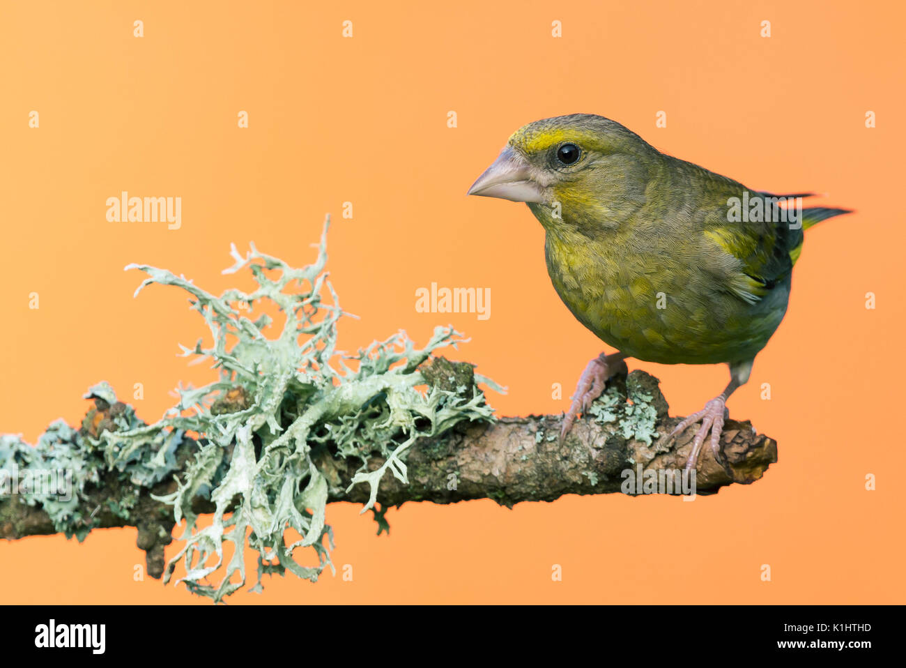 Foto orizzontale di maschio verdone songbird. uccello è appollaiato sul ramo di legno con grande grigio / verde lichene. bird ha verde /colore giallo e forte b Foto Stock