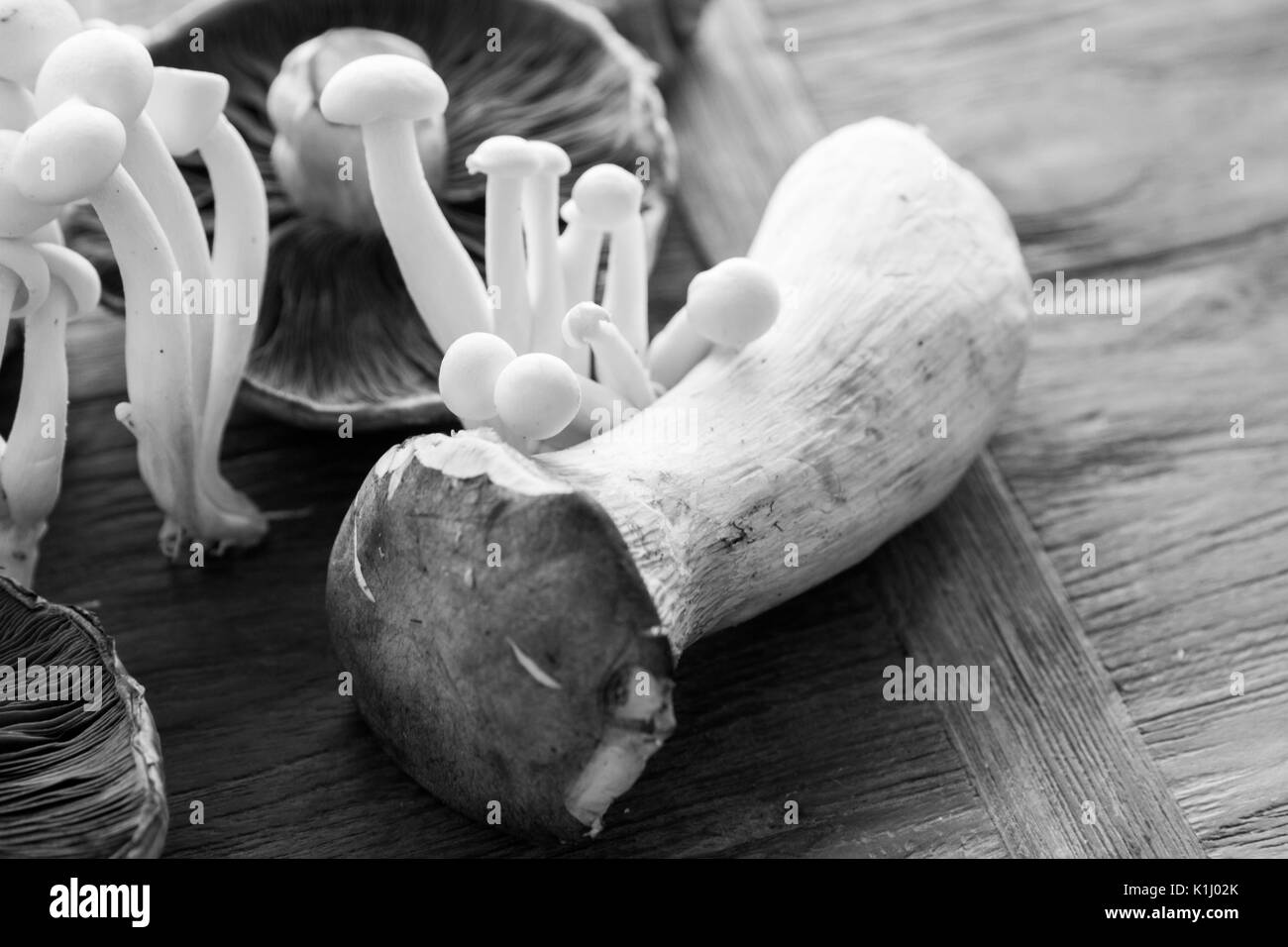 Close-up di funghi freschi isolate su sfondo naturale Foto Stock