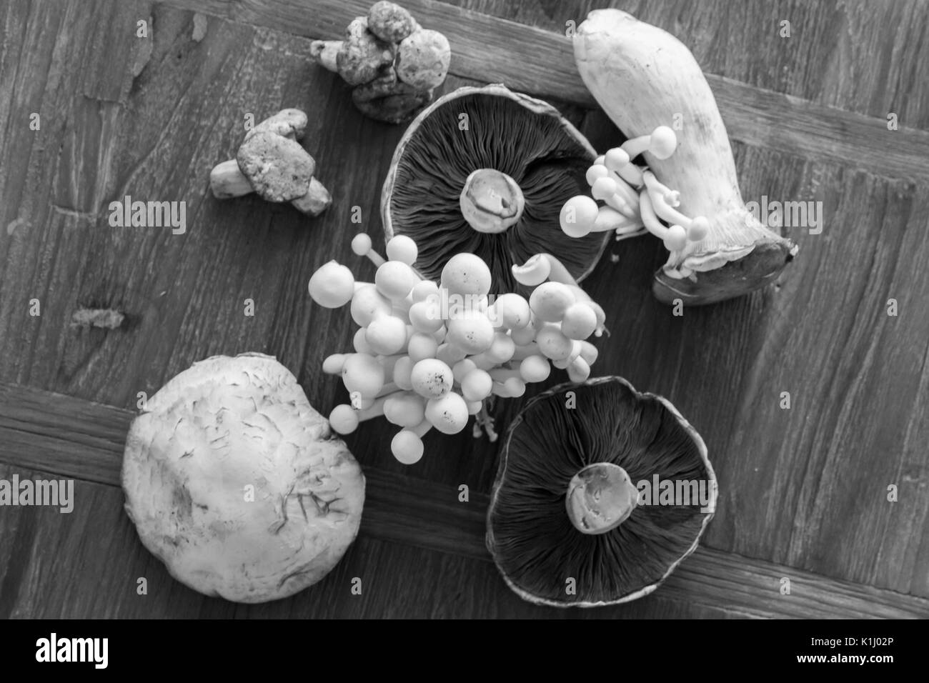 Close-up di funghi freschi isolate su sfondo naturale Foto Stock