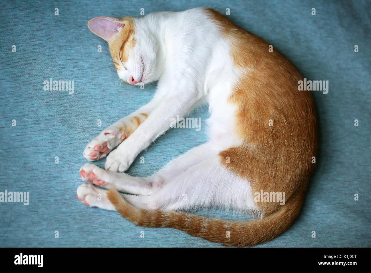 Lo zenzero gatto bianco dormire su un letto Foto Stock