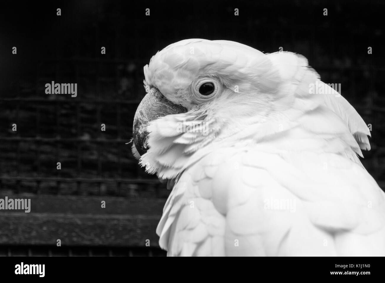 Il bianco cacatua Cacatua alba o ombrello cacatua.Quando viene sorpreso si estende una grande e suggestiva cresta di testa, che ha una forma semicircolare Foto Stock