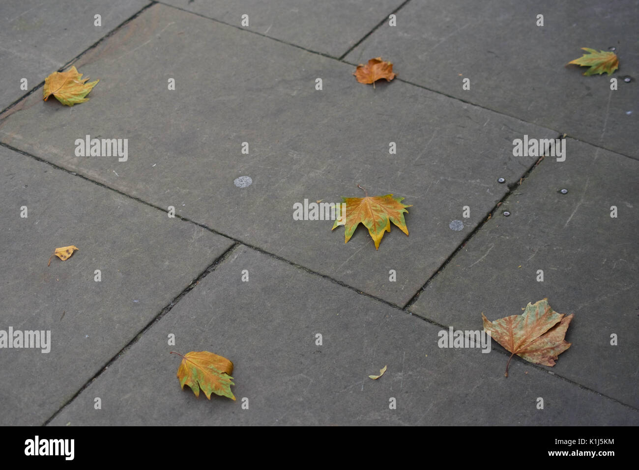 Caduto Foglie di autunno sul marciapiede europea Foto Stock