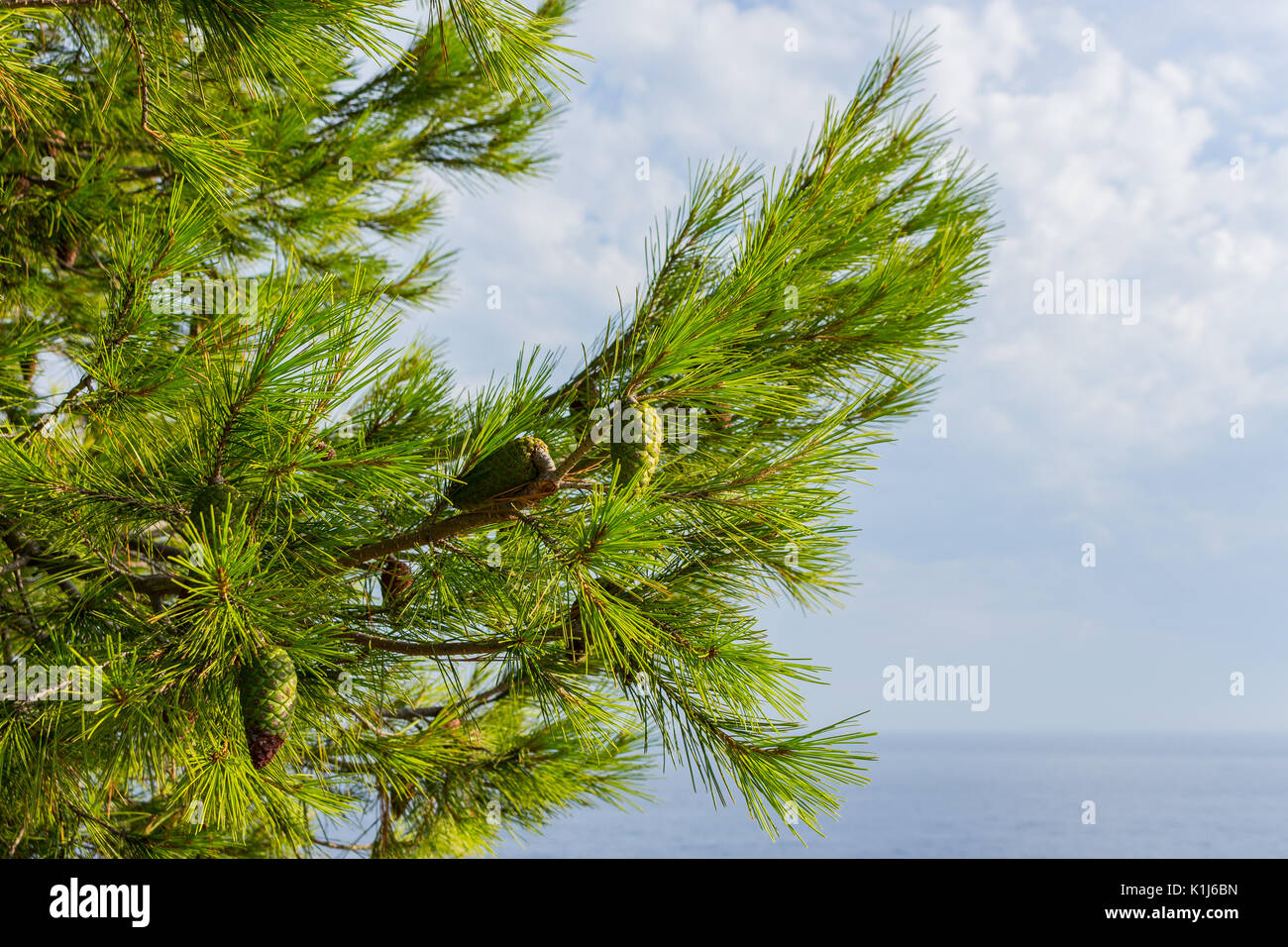 Verde giovane albero di pino nel parco nazionale sulle rive del cappuccio di Kamenjak, prementura, Istria, Croazia Foto Stock