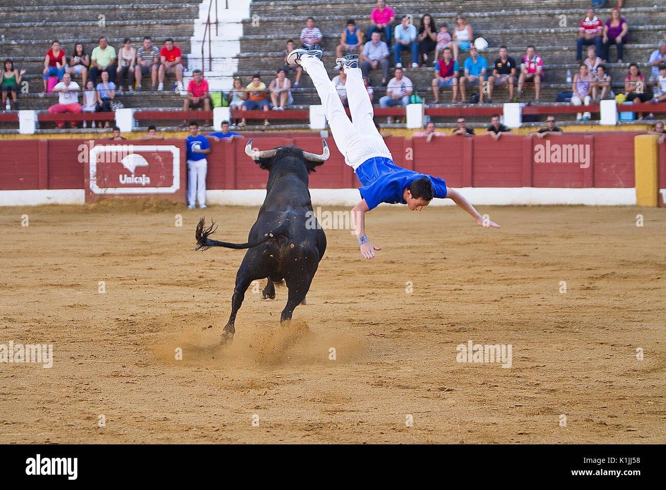 Lo spagnolo recortador eseguita con competenza piroette prima l'assalto di brave bull o giovenca come sono tagli, saltando o lato antitesi ho Foto Stock