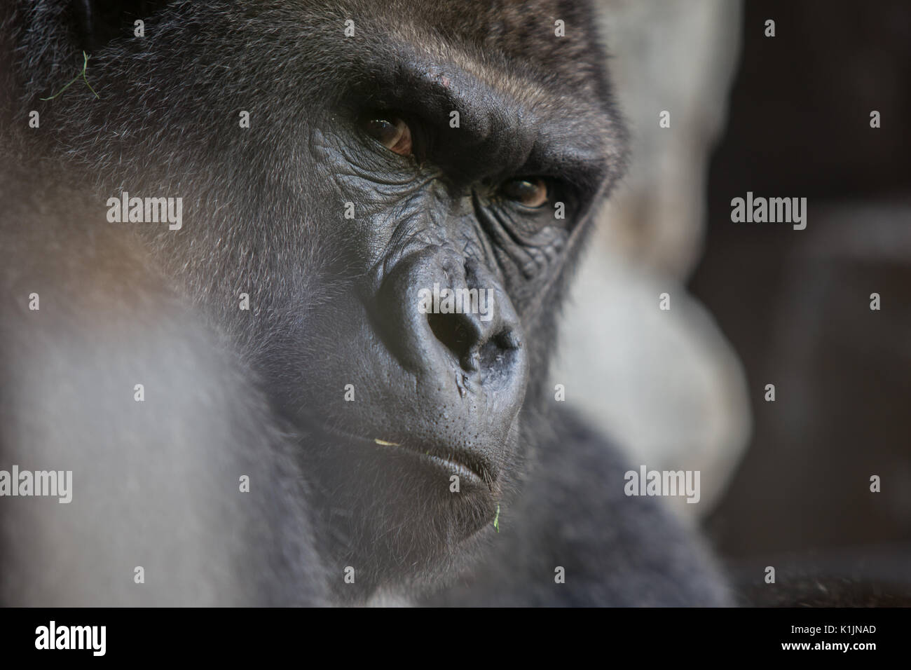 Argento torna Gorilla presso il Bioparco di Valencia Foto Stock