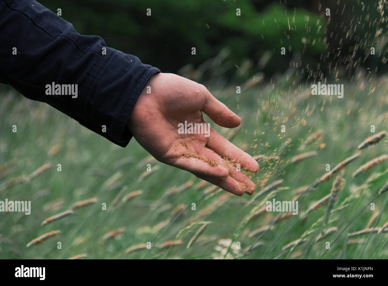 La semina di grano Foto Stock