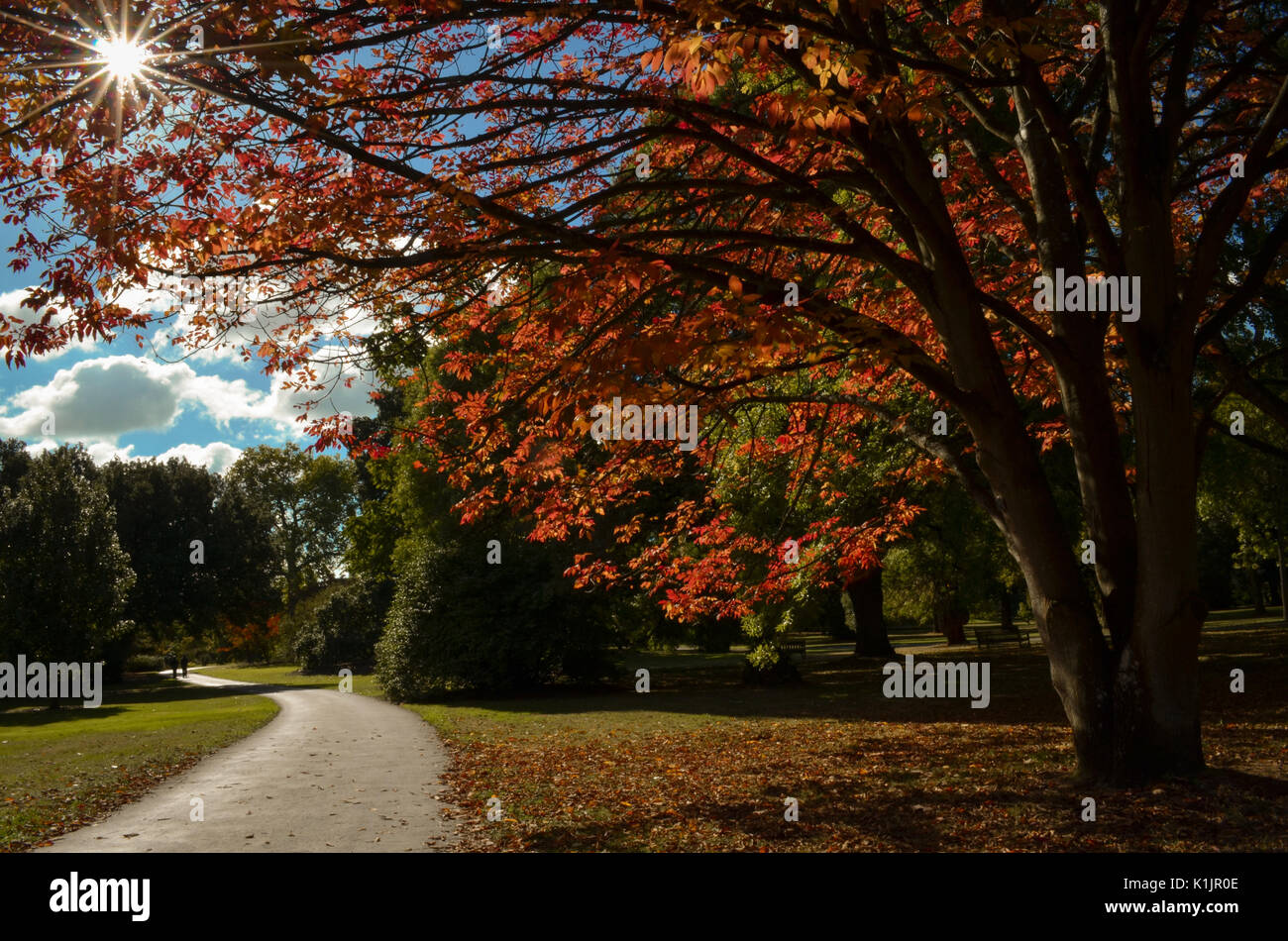 Brilla attraverso l'autunno Foto Stock