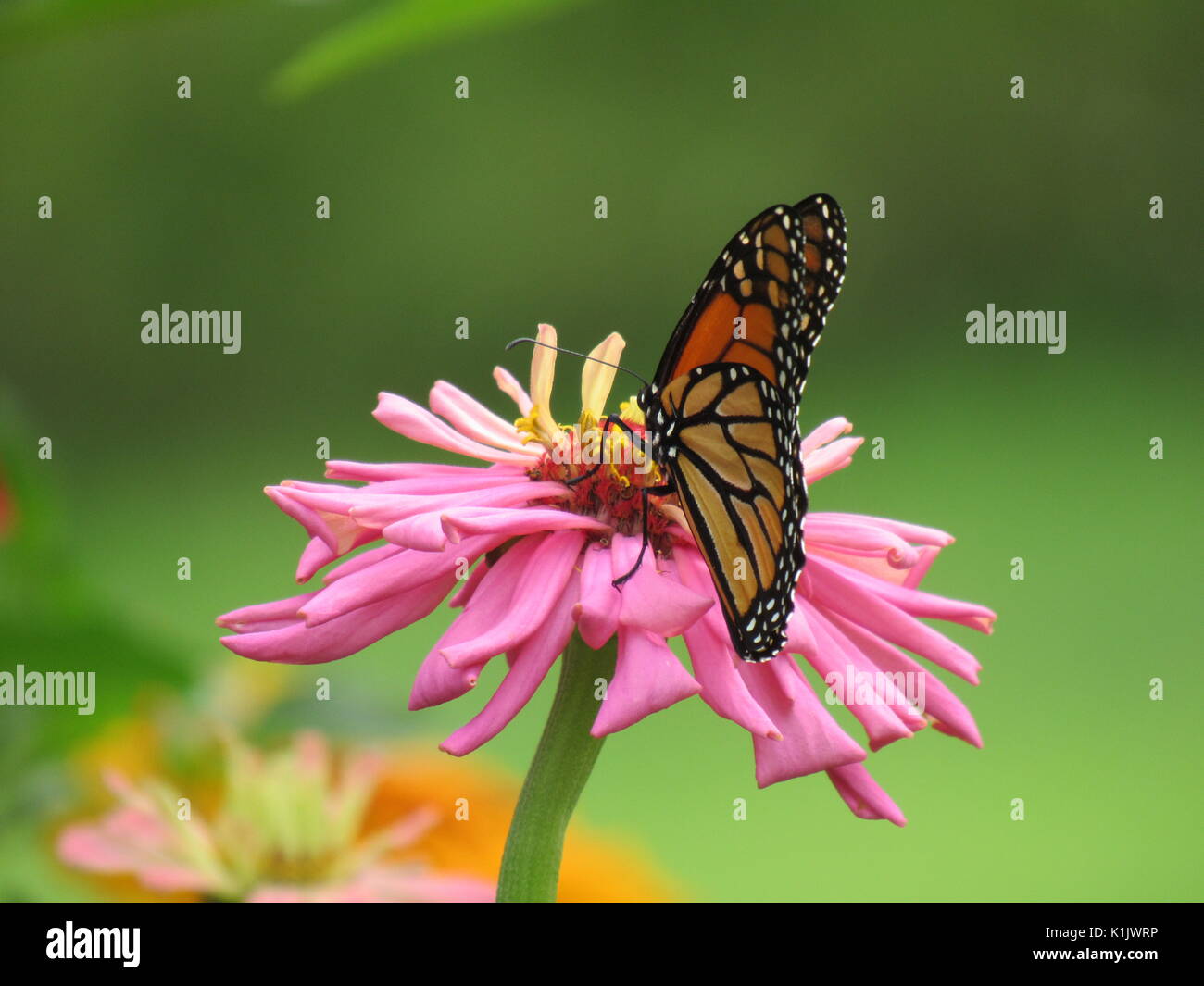 La Monarch in rosa zinnia Foto Stock