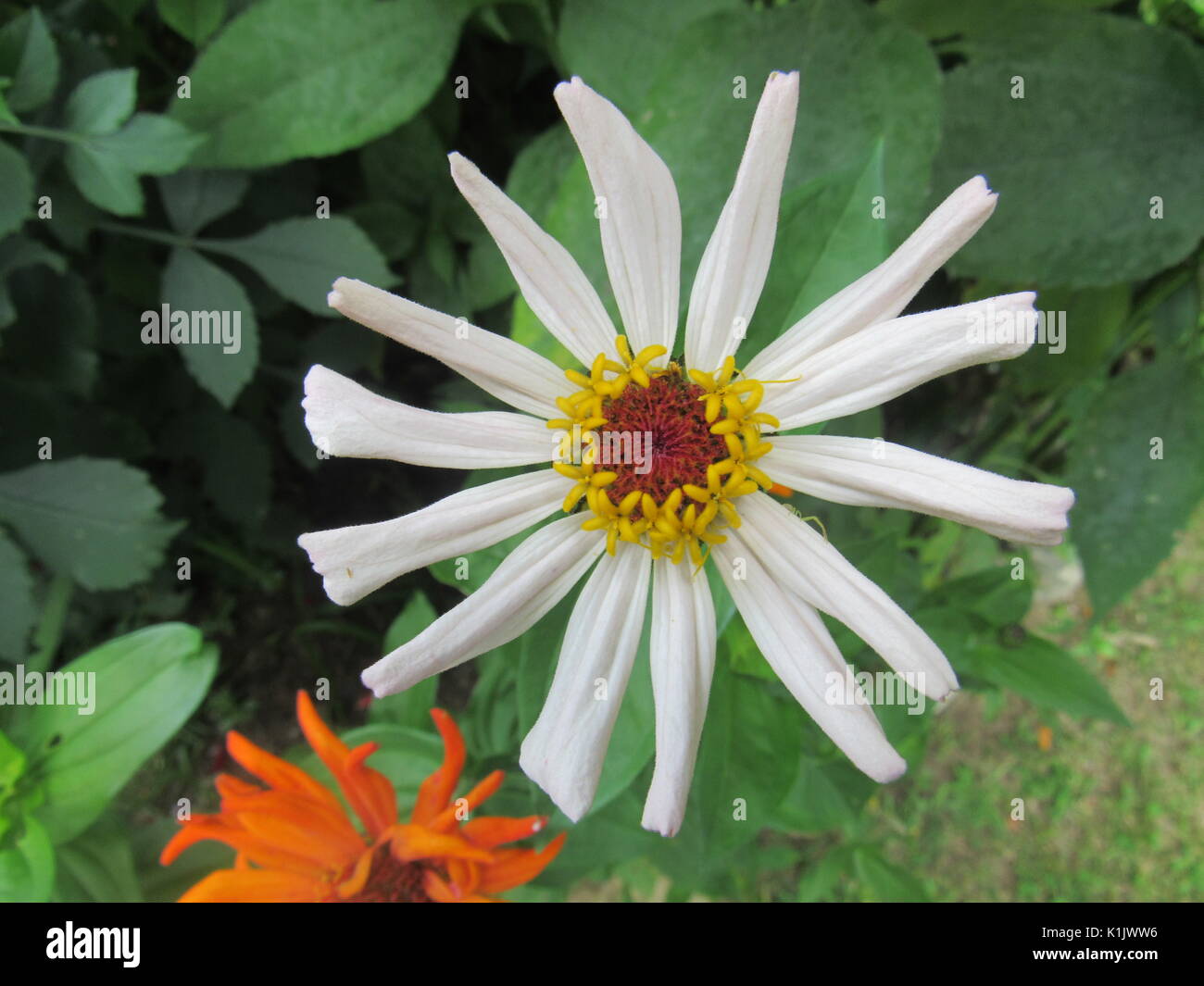 Bianco con zinnia zinnia arancione Foto Stock