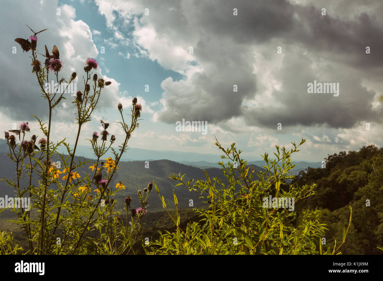 A coda di rondine Pipevine farfalle fiori selvatici come gli alti Thistle può off del lato strada lungo la Blue Ridge Parkway nella Carolina del Nord. Foto Stock