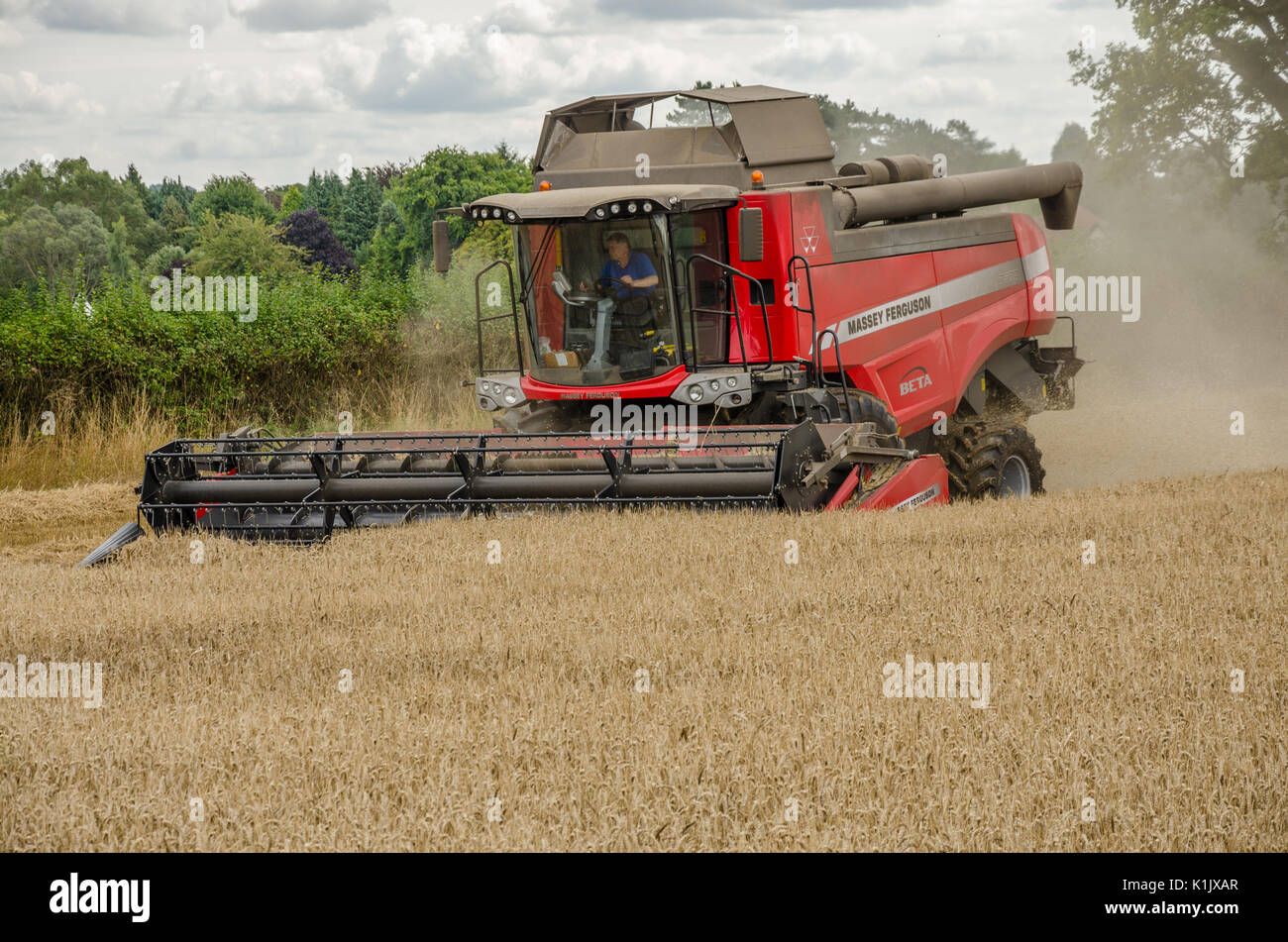 Una trebbiatrice mietitrebbia Massey Ferguson la raccolta di frumento che cresce in un campo. Foto Stock