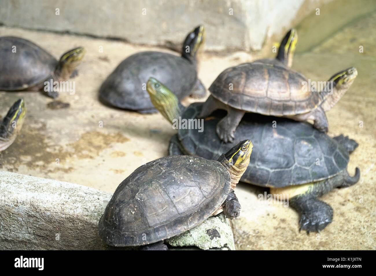 Primo piano immagine del gruppo le piccole tartarughe impilati guardare il cielo Foto Stock