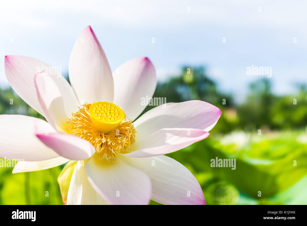 Macro closeup di luminoso bianco e rosa fiore di loto con giallo seedpod interno e cielo blu Foto Stock