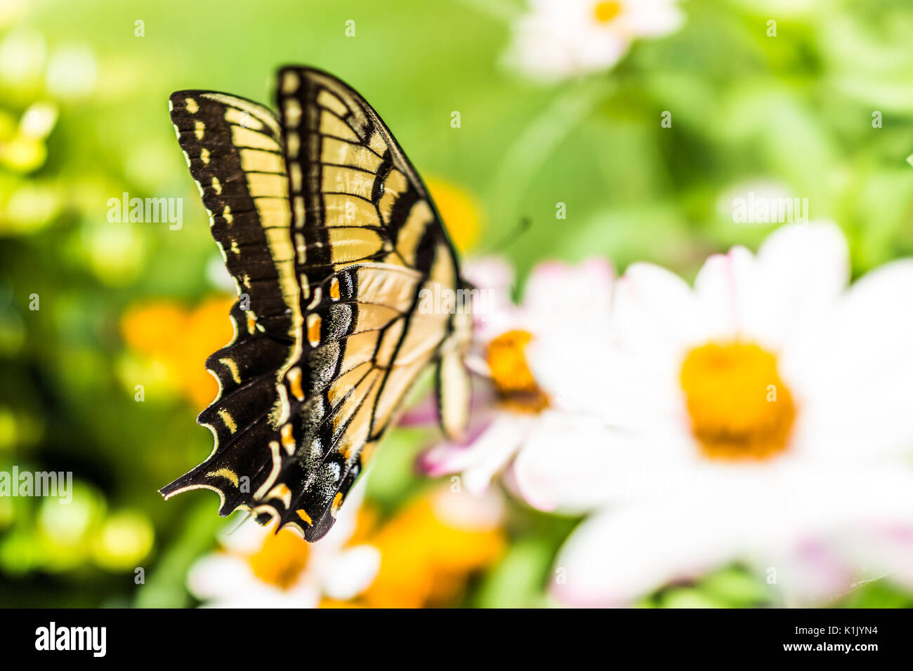Una tigre orientale a coda di rondine a farfalla giallo su bianco zinnia fiori nel giardino estivo macro closeup di ali Foto Stock
