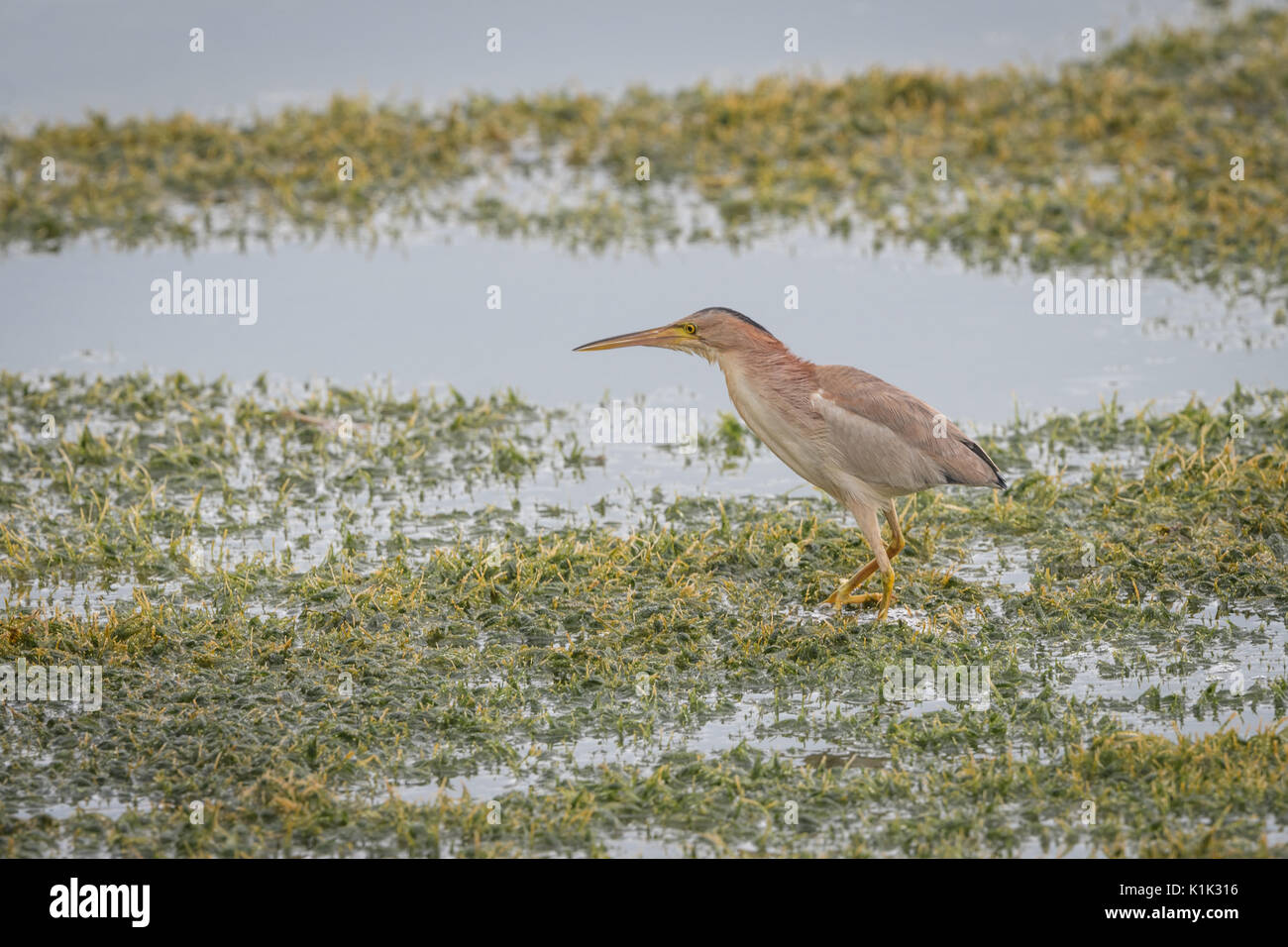 Giallo tarabuso (Ixobrychus sinensis) in Khao Sam Roi Yot National Park, Thailandia. Bitterns sono una classificazione di uccelli nella famiglia di airone di Pelica Foto Stock