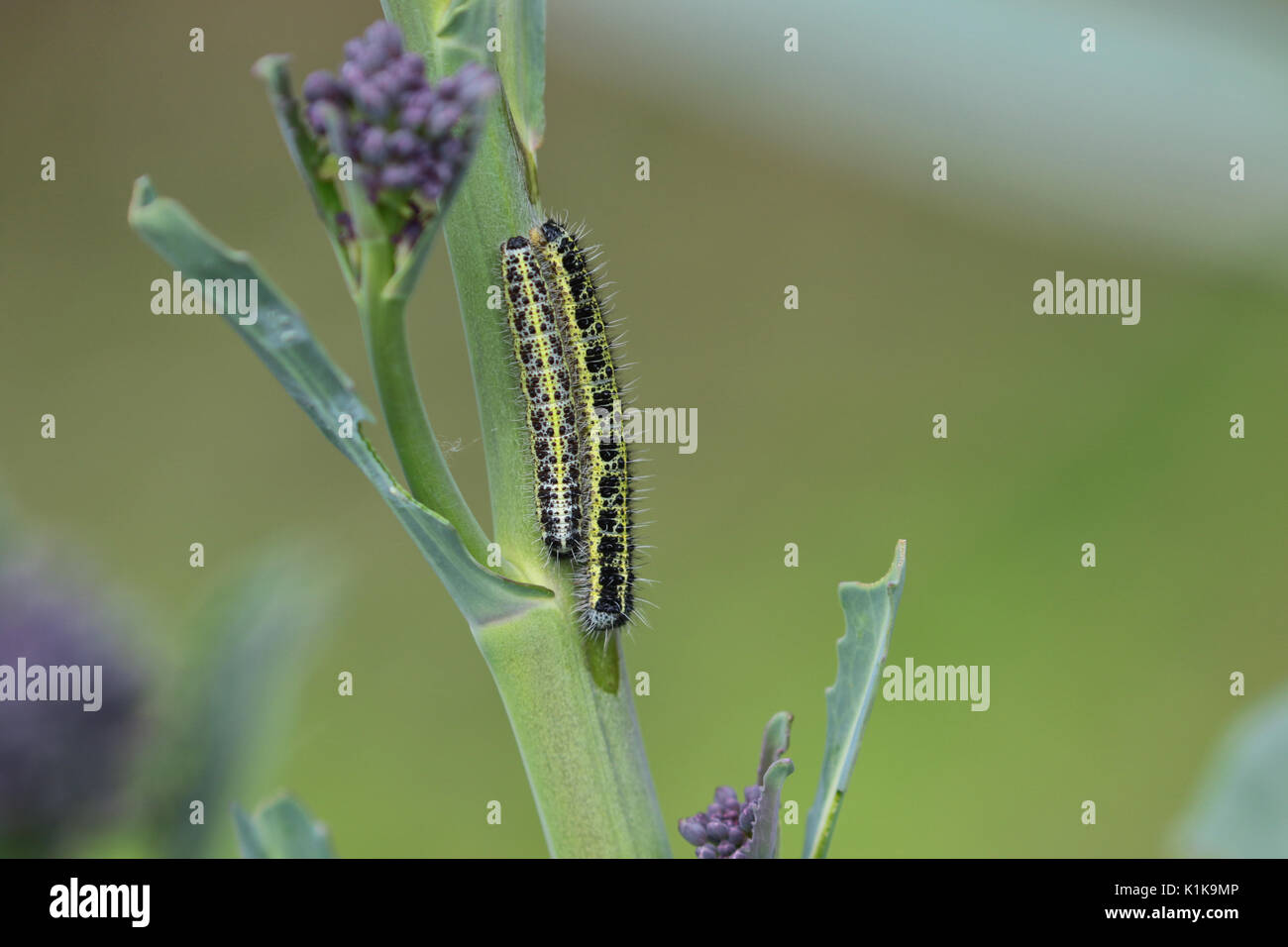 Caterpillar sulla pianta di cavolo Foto Stock