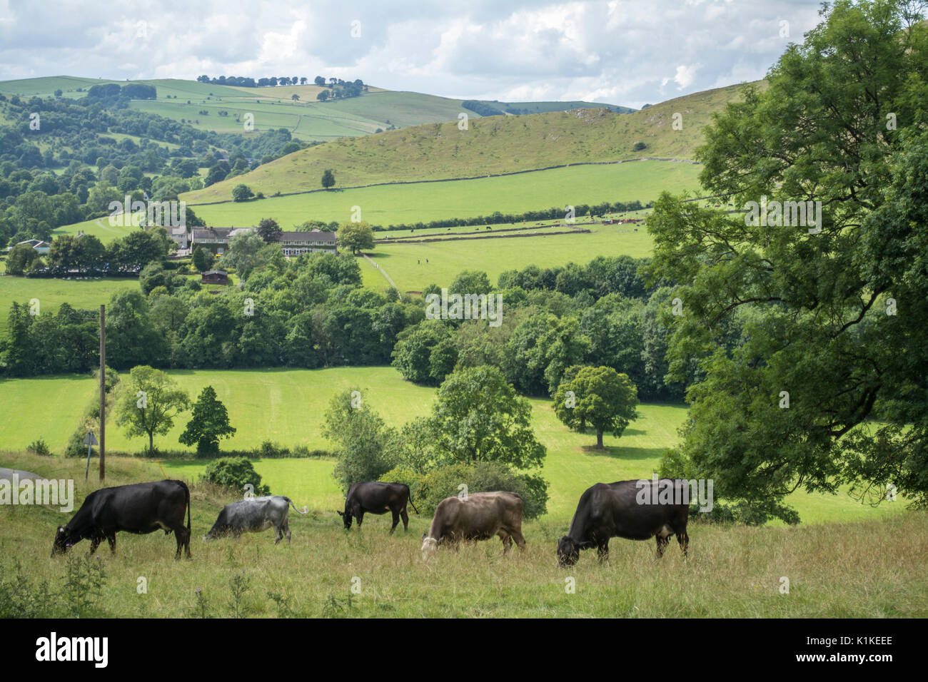 Le mucche mangiano l'erba in un campo a Dovedale nel Derbyshire , in Inghilterra, Regno Unito Foto Stock