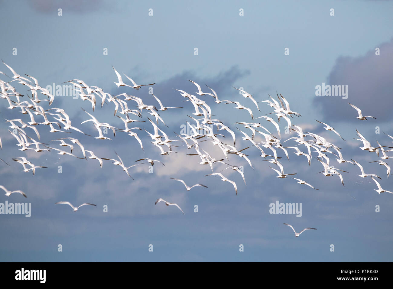 Una colonia di sterne comuni in volo sopra la spiaggia a Southport in Merseyside Foto Stock