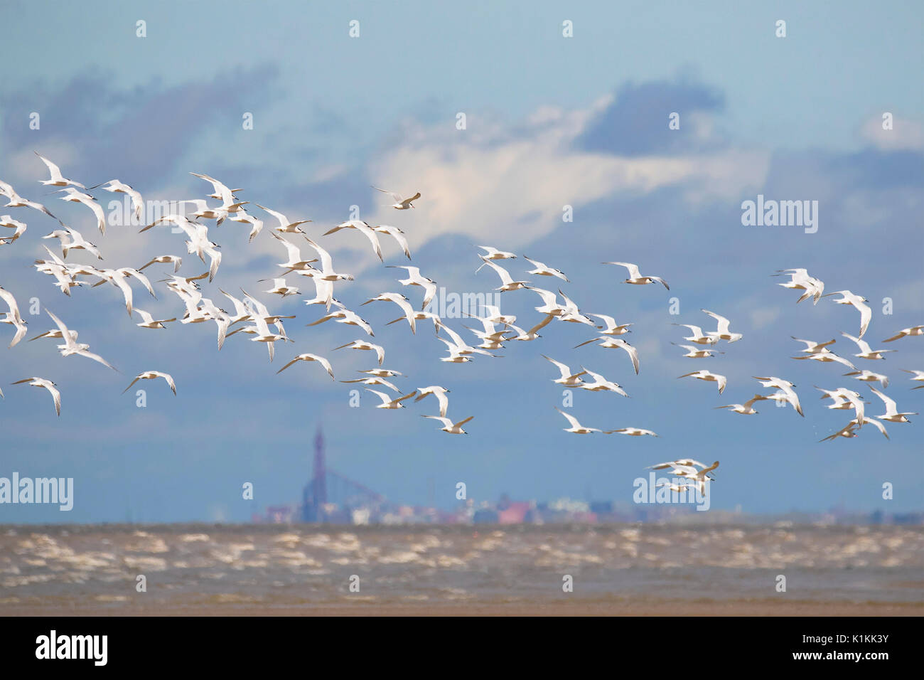 Una colonia di sterne comuni in volo sopra la spiaggia a Southport in Merseyside Foto Stock