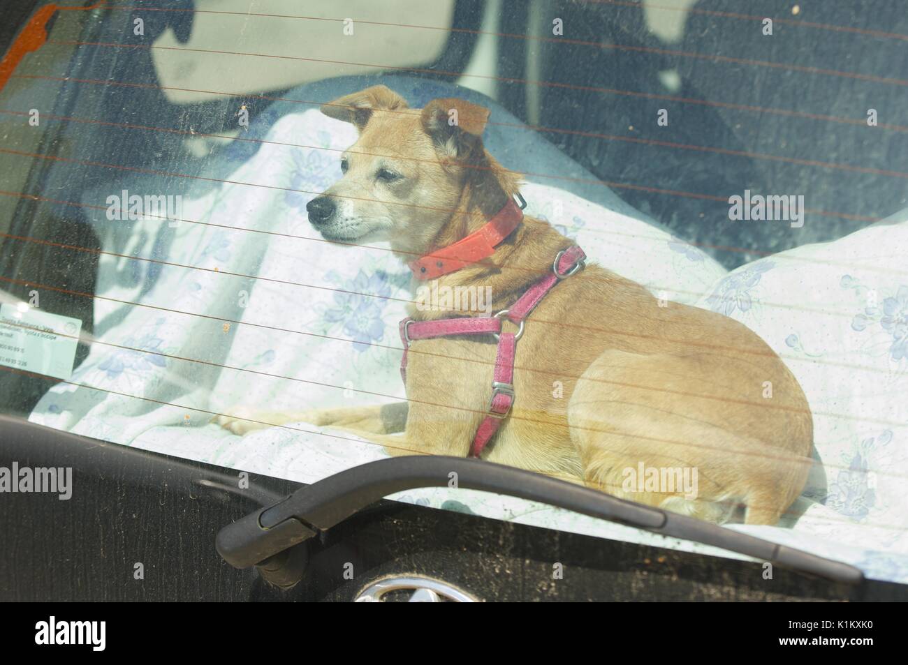 Un cane di piccola taglia in attesa in macchina in una giornata calda Foto Stock