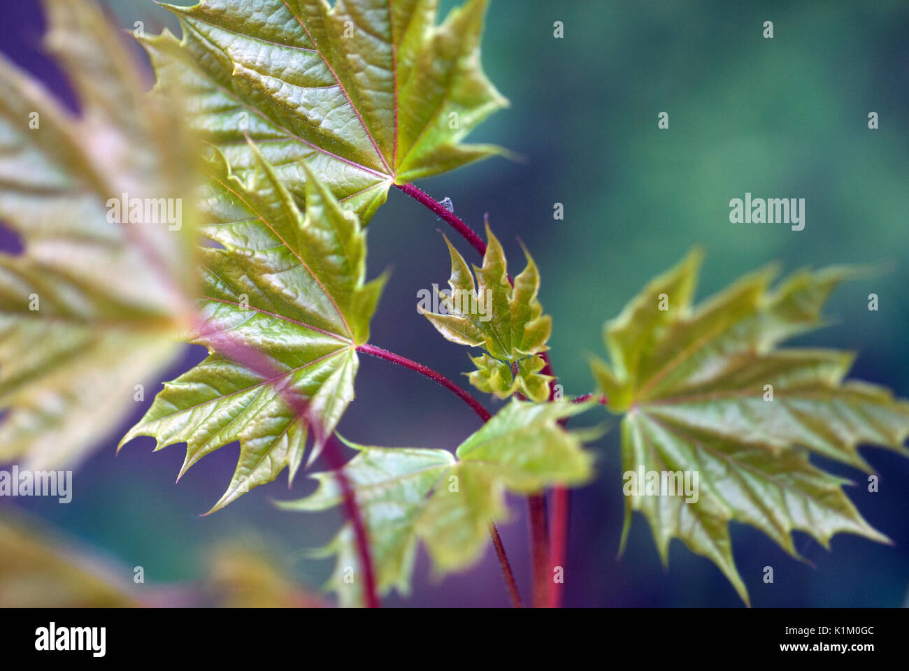 Maple alberelli Foto Stock