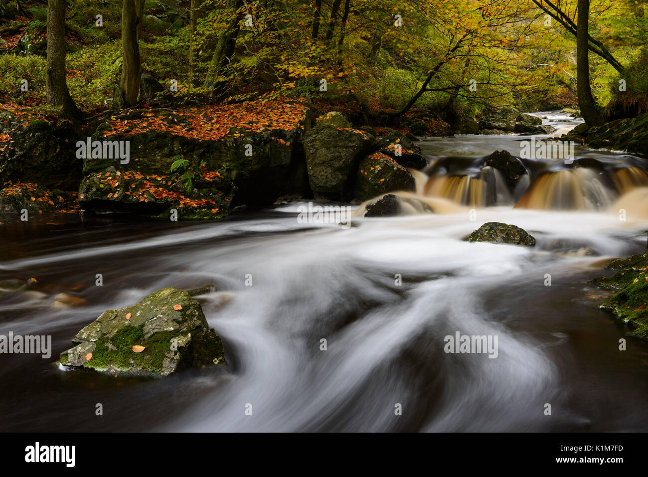 Flusso della Hoegne in autunno, Hohes Venn, Ardenne, la Vallonia, Belgio Foto Stock