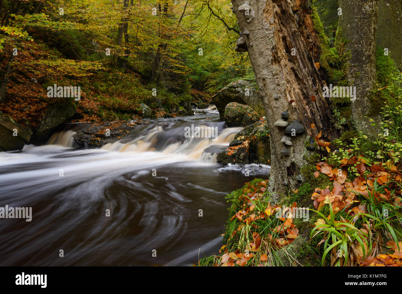 Flusso della Hoegne in autunno, Hohes Venn, Ardenne, la Vallonia, Belgio Foto Stock