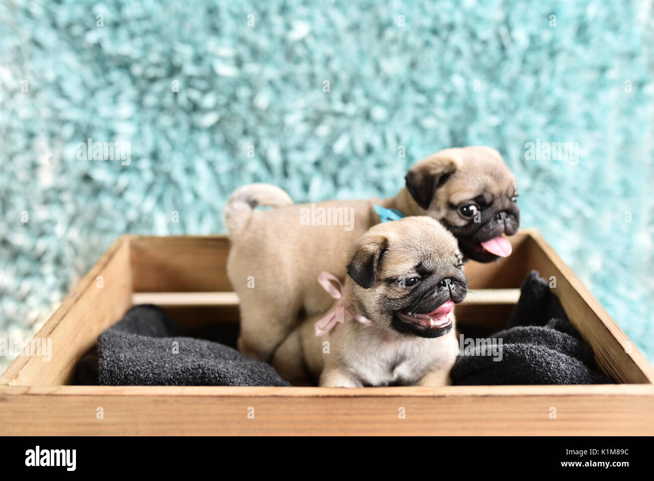 Due lieti pug cuccioli seduti in una scatola. Pugs hanno linguette fuori. Fratello con la sorella. Foto Stock