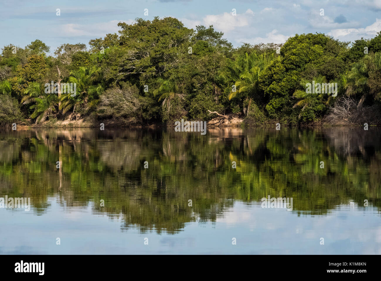Paesaggio fluviale con una fitta vegetazione a Rio Negro, Fazenda Barranco Alto, Pantanal, Mato Grosso do Sul, Brasile Foto Stock