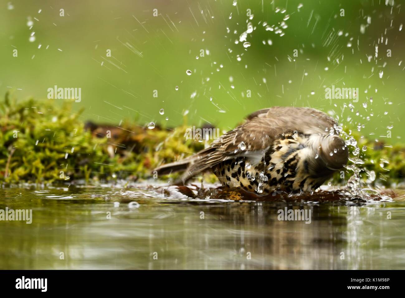 Tordo Bottaccio (Turdus philomelos), old bird di balneazione in stagno, Kiskunság National Park, Ungheria Foto Stock