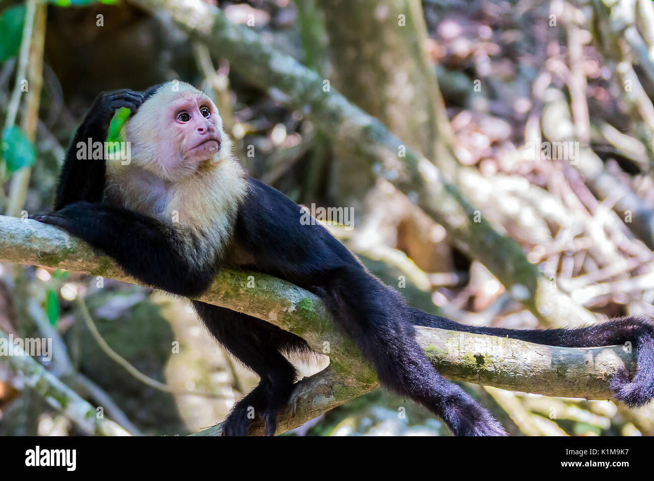 Pensando con testa bianca scimmia cappuccino in appoggio Foto Stock