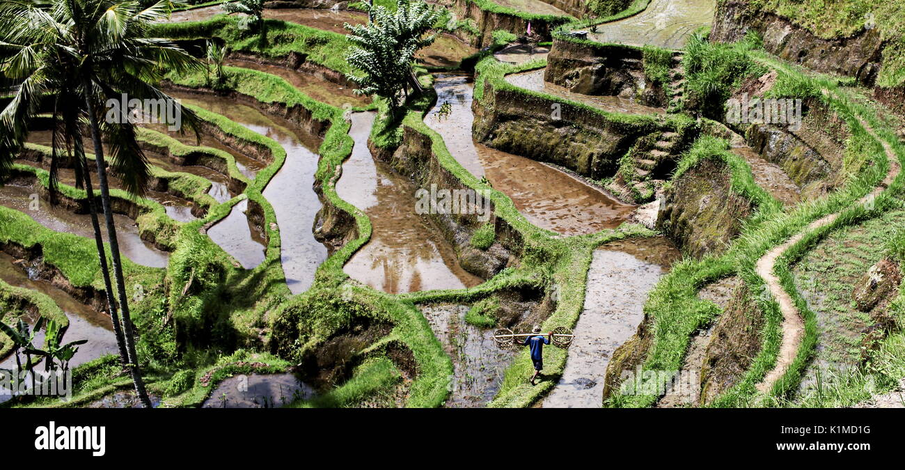 Tegallalang risaie nell isola di Bali Foto Stock
