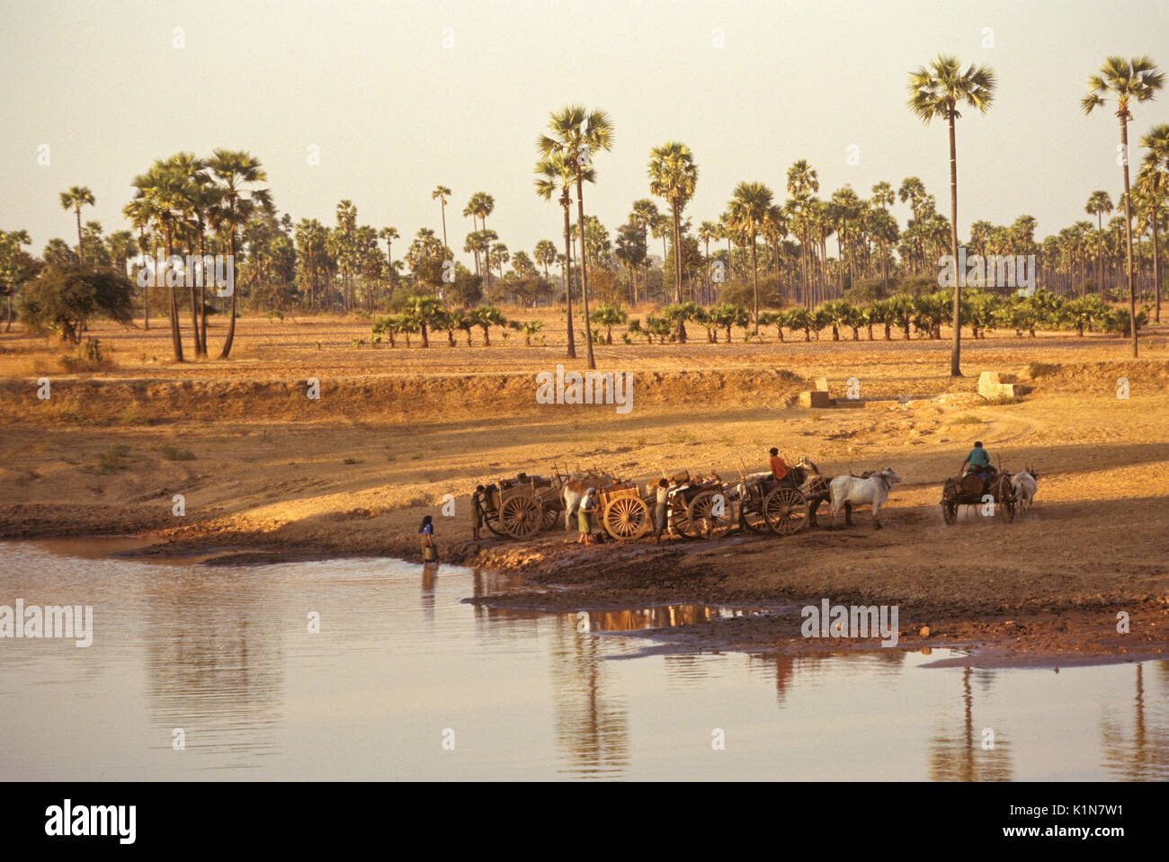 Carrelli per giovenco e persone il riempimento dei serbatoi con acqua nella piantagione di palme, Birmania (Myanmar) Foto Stock