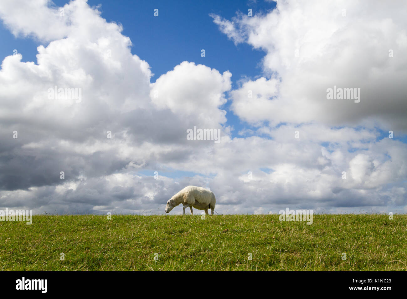 Pecora su un verde pendio di una diga sotto un cielo blu con nuvole bianche Foto Stock