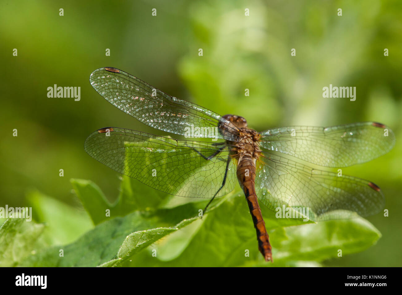 Una libellula su una foglia con ali stese. Foto Stock