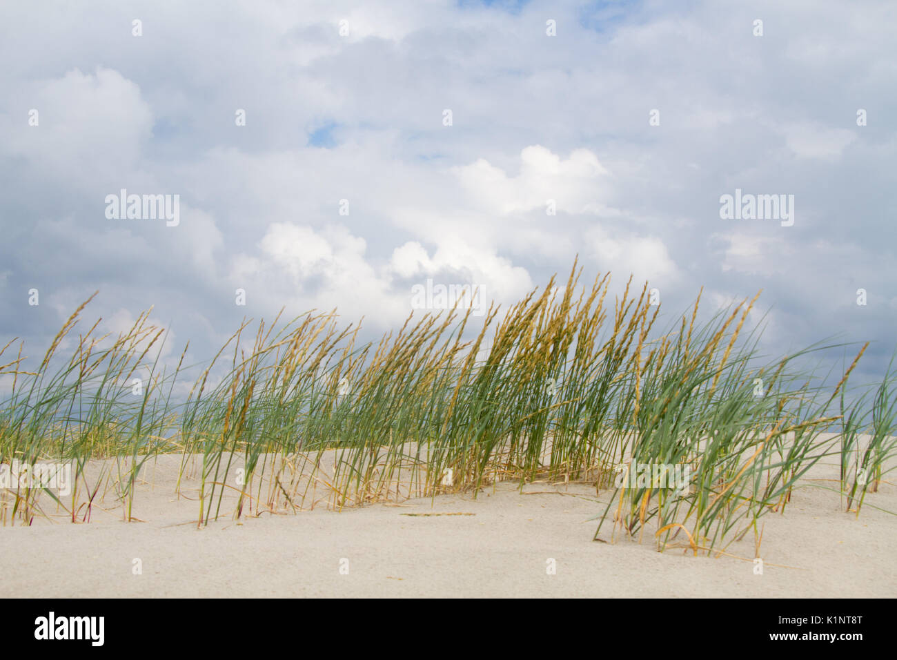 Lettino di sabbia, formando un embrione di dune, il primo stadio di sviluppo di dune Foto Stock Lettino di sabbia, formando un embrione di dune, il primo stadio di sviluppo di dune Foto Stock