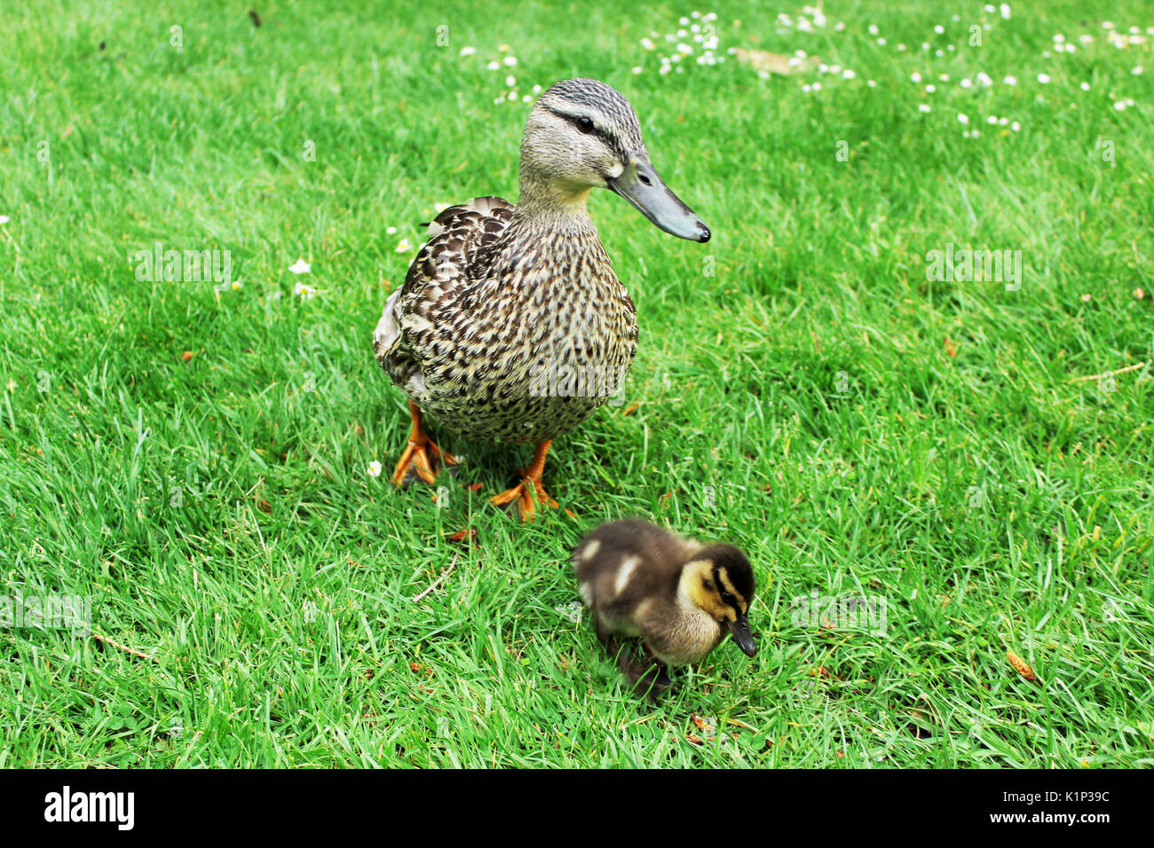 Mummia duck avendo cura di baby duck Foto Stock