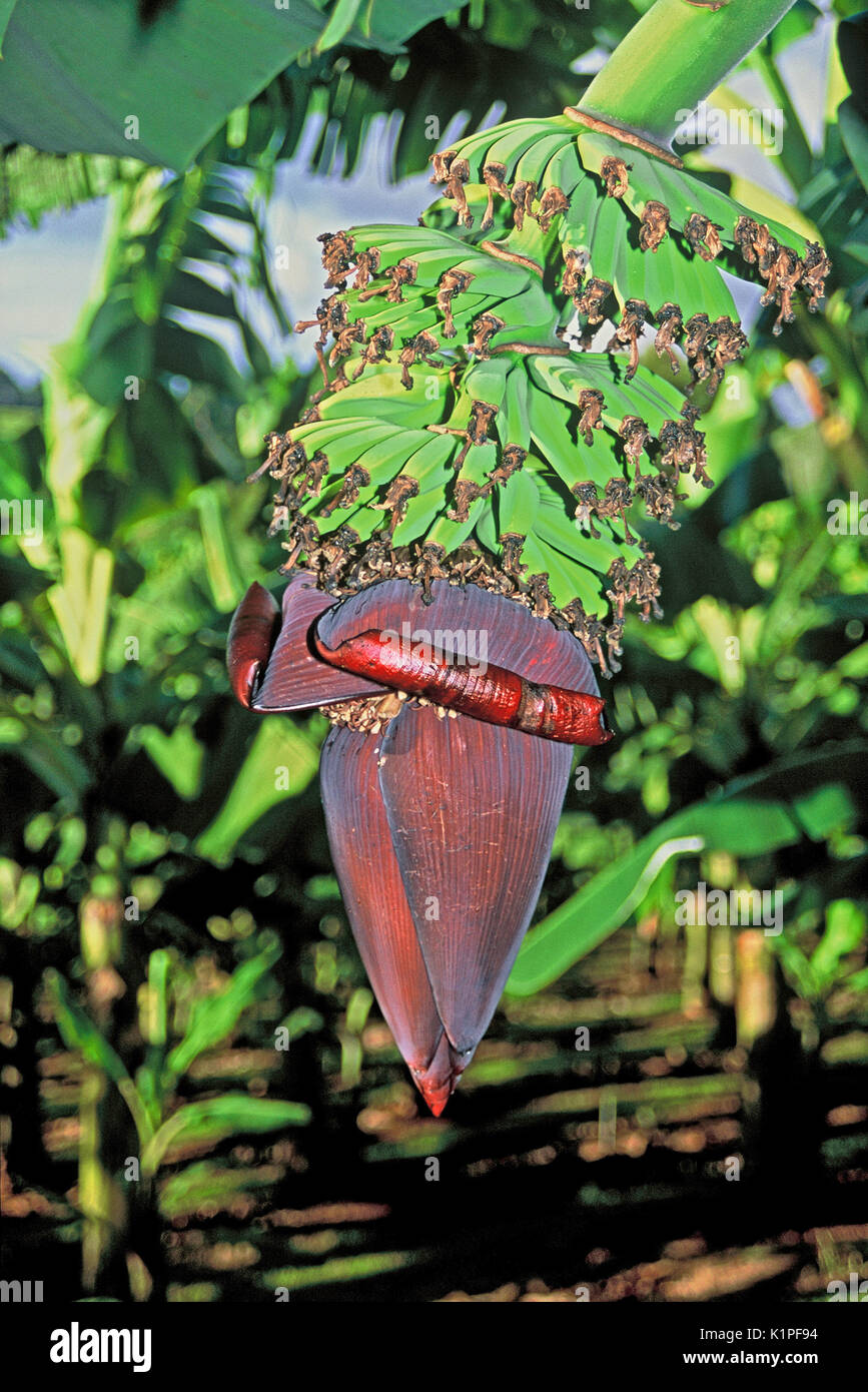 Banana mazzetto su albero Foto Stock