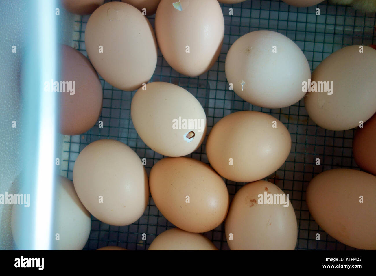 Un pollo pulcino becchettare in esso un foro di uova da cova Foto Stock