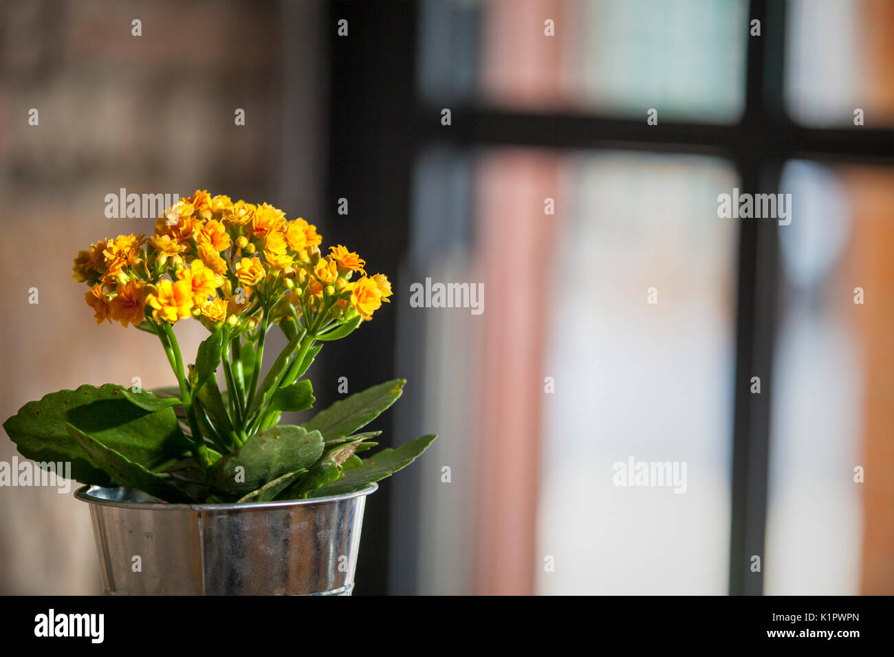 Il bel fiore accanto alla finestra con bel colore Foto Stock