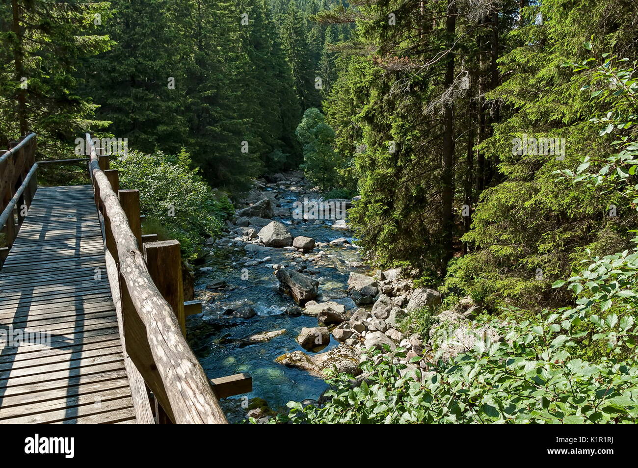 Bellissima vista della foresta di conifere, fiume Iskar e ponte di legno in montagna Rila, Bulgaria, Europa Foto Stock