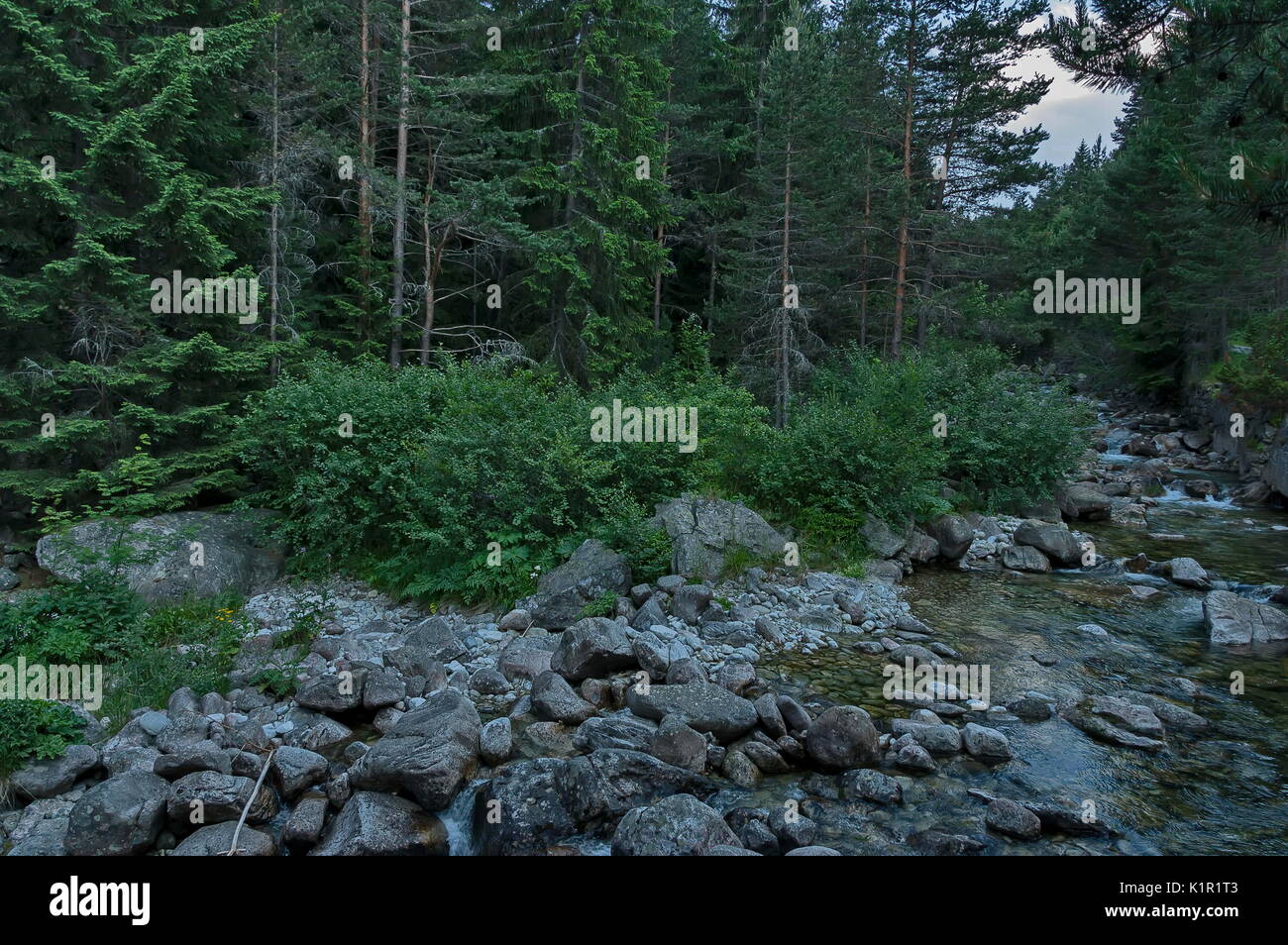 Bellissima vista della foresta di conifere e il fiume Iskar in montagna Rila, Bulgaria, Europa Foto Stock