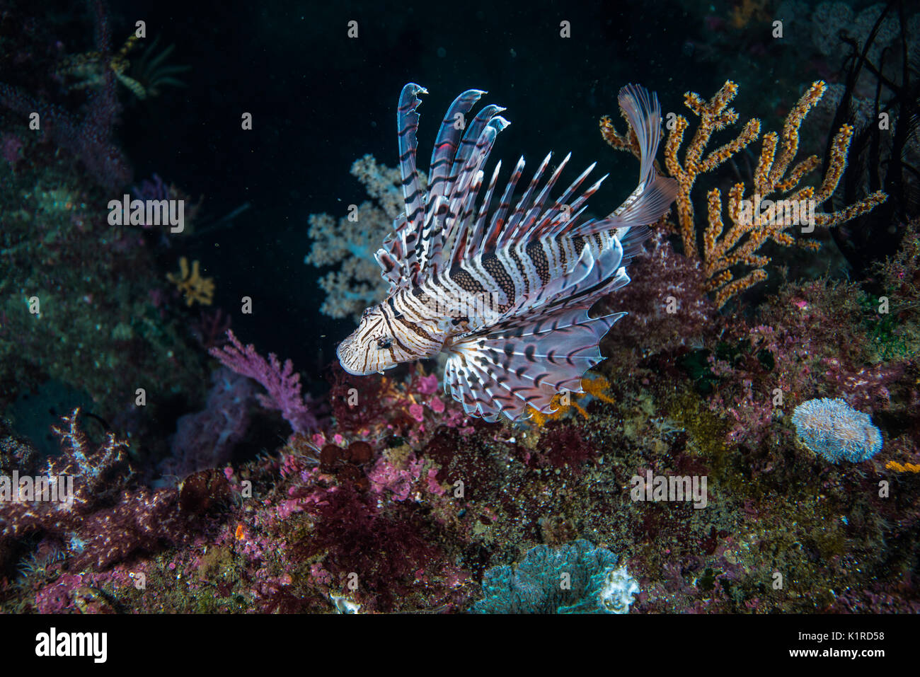 Luna pesce leone, Pterois lunulata Temminck & Schlegel, 1843, nuoto intorno softcoral reef. Profondità 20m Foto Stock